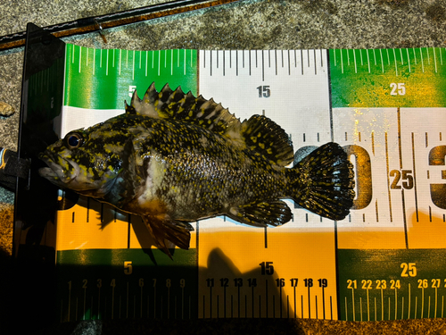 オウゴンムラソイの釣果