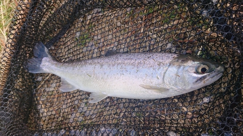 サクラマスの釣果