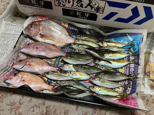 マダイの釣果