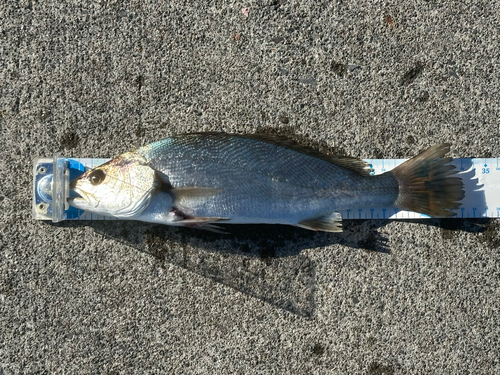 オオニベの釣果