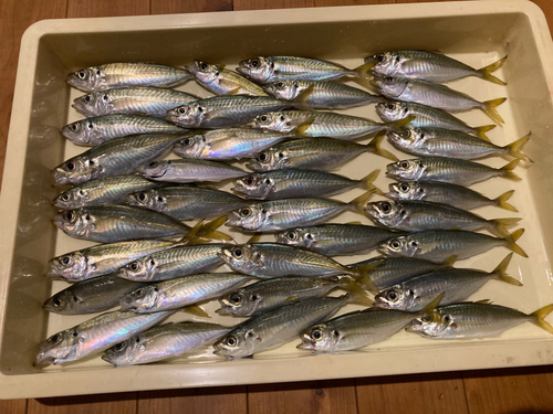 アジの釣果