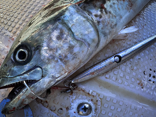 サワラの釣果