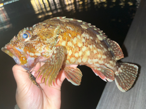 カサゴの釣果