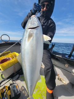 ブリの釣果