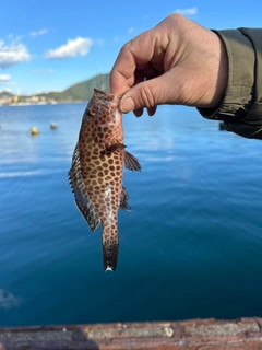 オオモンハタの釣果