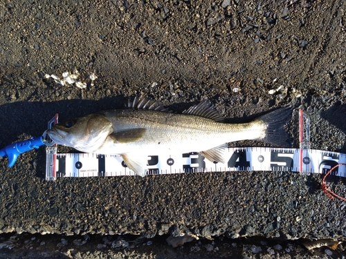 シーバスの釣果