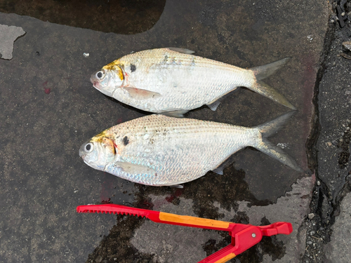 リュウキュウドロクイの釣果