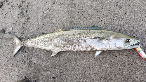 サゴシの釣果