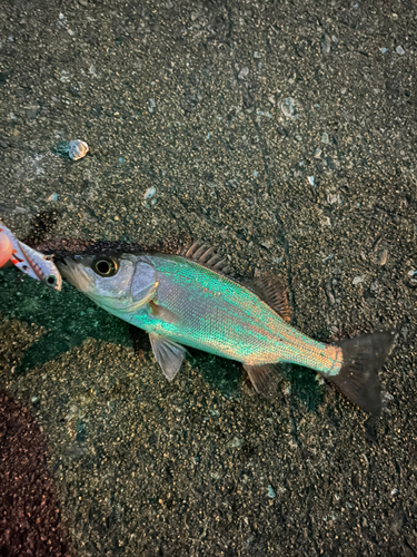 セイゴ（マルスズキ）の釣果