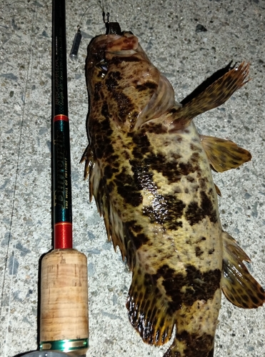 ベッコウゾイの釣果