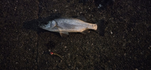 セイゴ（マルスズキ）の釣果