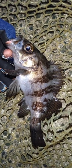 シロメバルの釣果