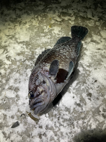 クロソイの釣果