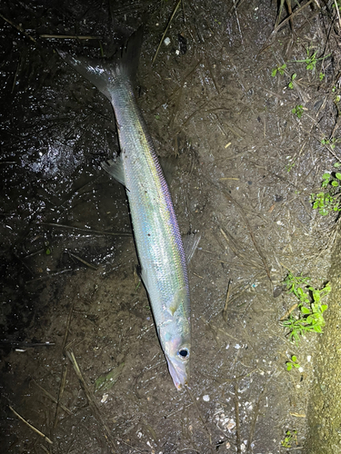 カマスの釣果