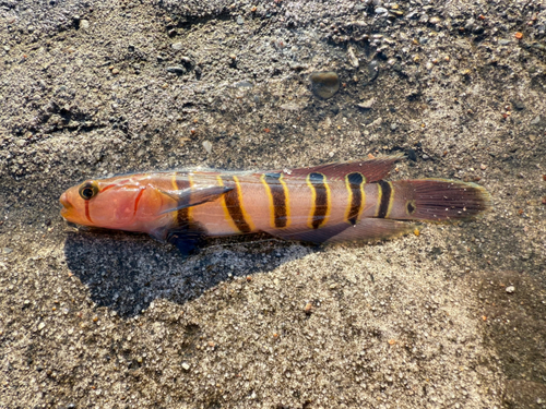 キヌバリの釣果