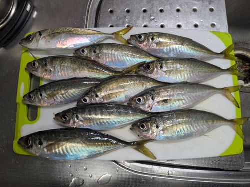 アジの釣果