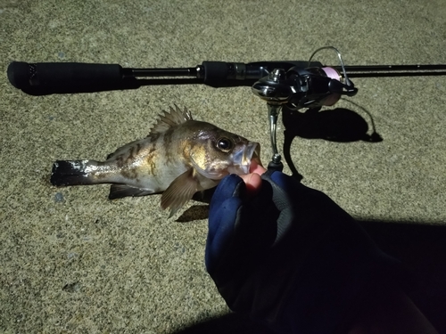 メバルの釣果