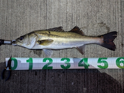 シーバスの釣果