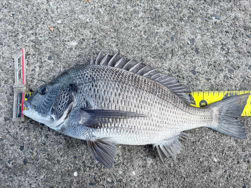 クロダイの釣果