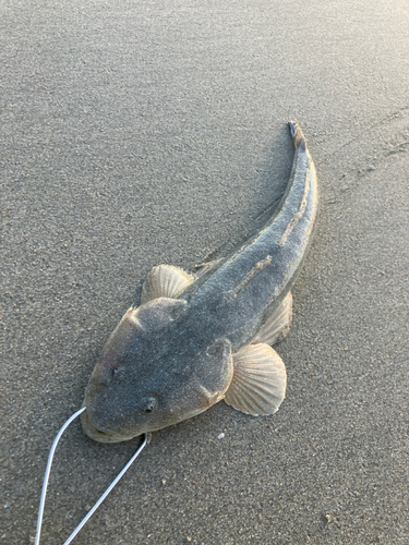 マゴチの釣果