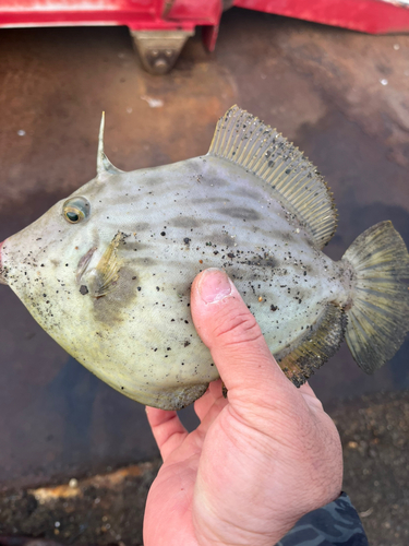 カワハギの釣果