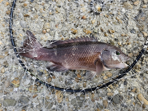 コブダイの釣果