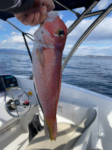 アマダイの釣果