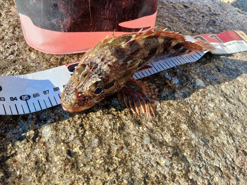 カサゴの釣果