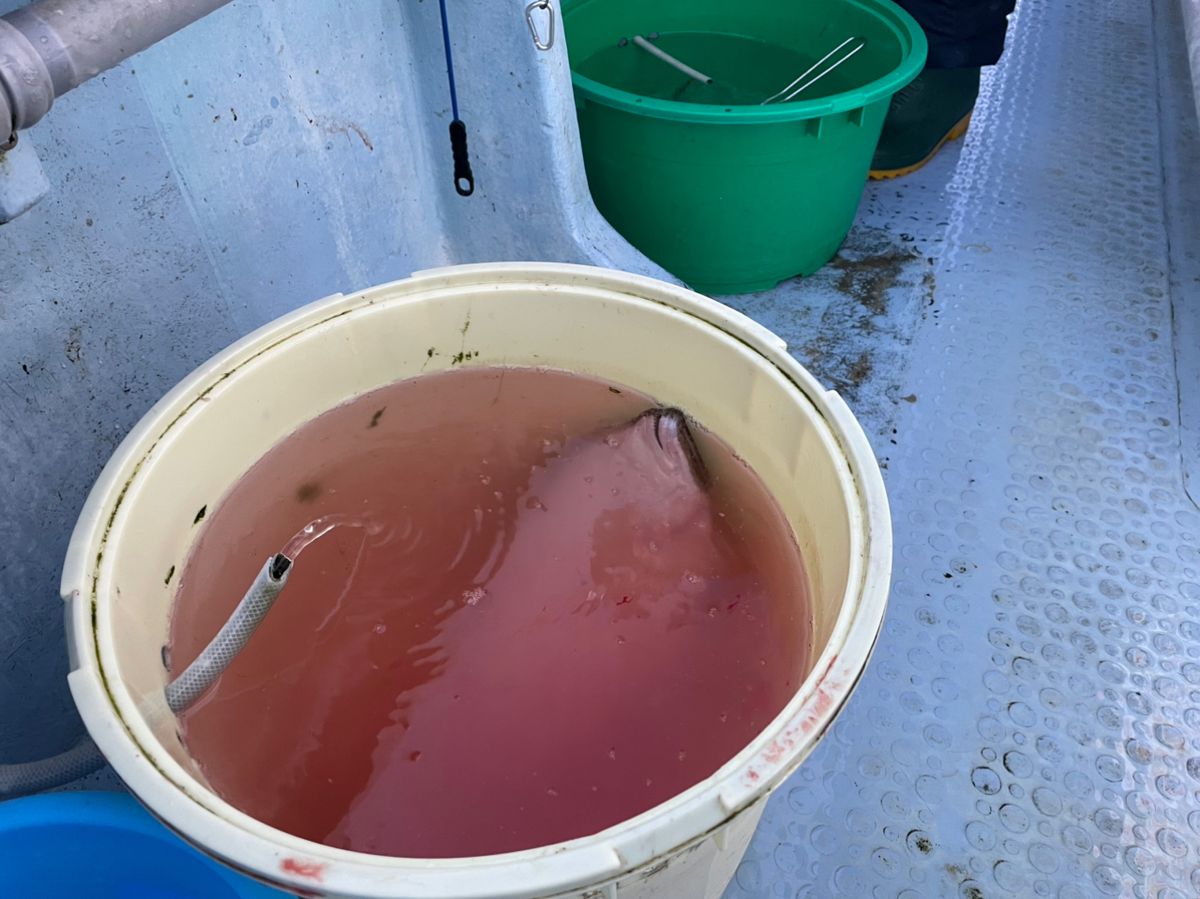 イニシャルTさんの釣果 3枚目の画像