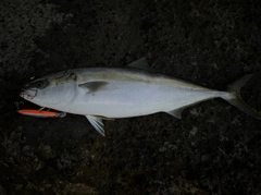 ハマチの釣果