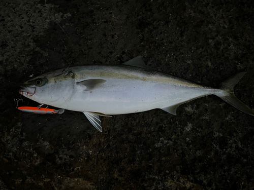 ハマチの釣果