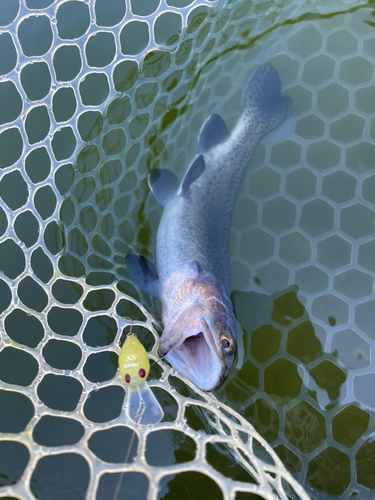 ニジマスの釣果