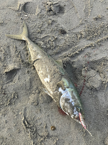 ブリの釣果