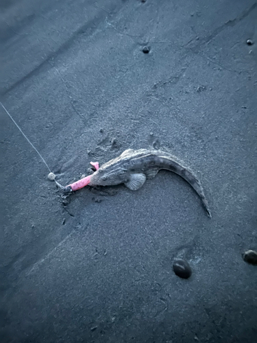 マゴチの釣果