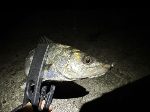 セイゴ（マルスズキ）の釣果