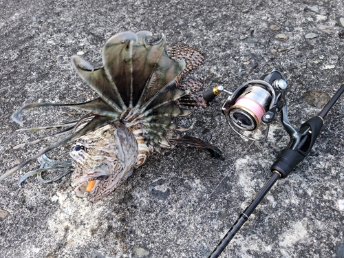 ハナミノカサゴの釣果