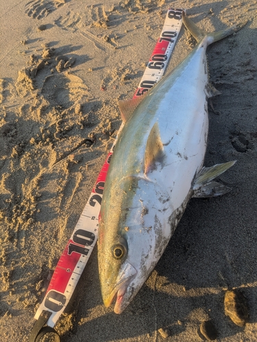 ブリの釣果