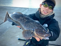 アイナメの釣果