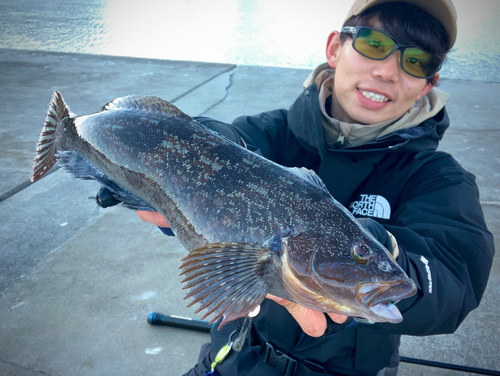 アイナメの釣果