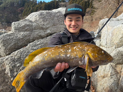 アイナメの釣果