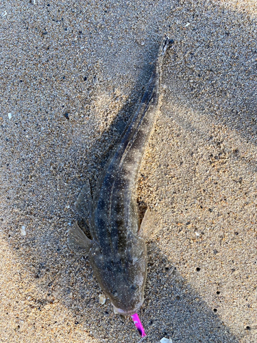 マゴチの釣果