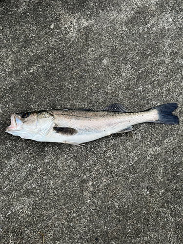 ヒラスズキの釣果