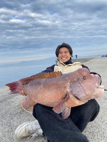 コブダイの釣果