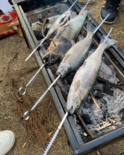 ニジマスの釣果