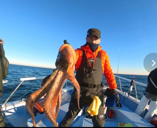 マダコの釣果