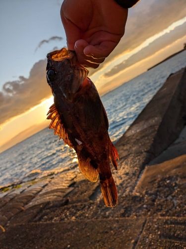 カサゴの釣果