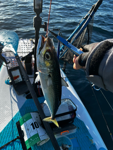 サバの釣果