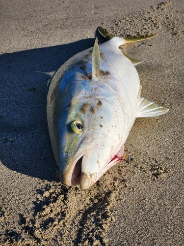 ブリの釣果