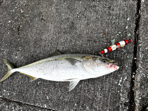 ブリの釣果