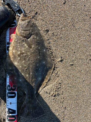 ヒラメの釣果